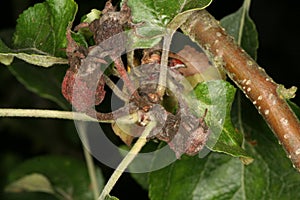 Fungal disease brown rot apple flower bud