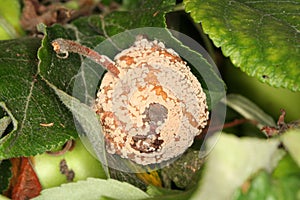 Fungal disease brown rot of pome trees