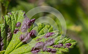 Fungal disease leaves anthracnose currants close-up