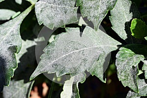 Fungal disease Powdery mildew on dahlia leaves