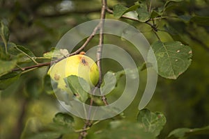 Fungal disease scab on apple fruit on tree branch