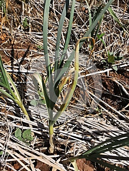 fungal disease symptom on garlic