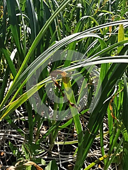 fungal disease symptom on garlic leaf