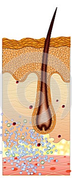 Fungal diseases