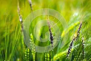 Fungal diseases on the ear of brewing barley photo