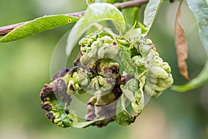 Fungal diseases of fruit trees. Taphrina deformans. Leaves of fruit trees with leaf curl disease