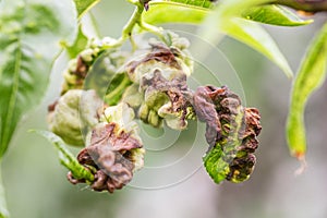 Fungal diseases of fruit trees. Taphrina deformans. Leaves of fruit trees with leaf curl disease