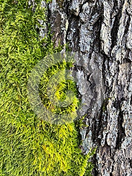 Fungal diseases, moss on bark and tree branches