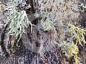 Fungal diseases, moss on bark and tree branches