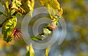 fungal diseases of peach and other fruit trees