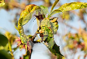 fungal diseases of peach and other fruit trees. fungal diseases of peach and other fruit trees