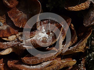 Fungal display in the undercliff near lyme regis, England.