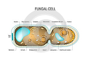 Fungal hyphae cells photo