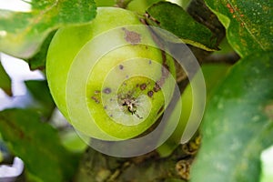 Fungal infection of apples