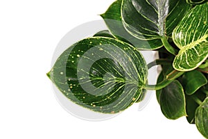 Fungal leaf spot disease on sick Philodendron houseplant