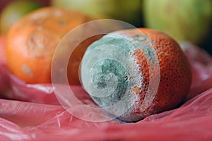 Fungal mold laye on a tangerine