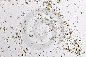 Fungal mold spots growing on white wall