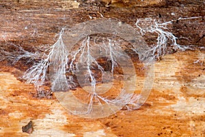 Fungal mycelium on dead wood