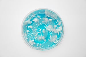 Fungal mycelium petri dish. White background. Mushroom mycelium on agar