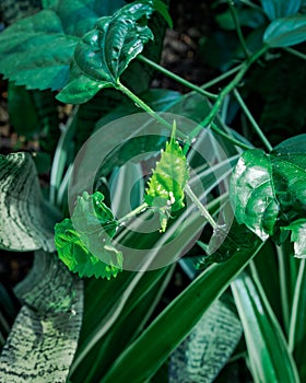 Fungal plant diesease on the leaves