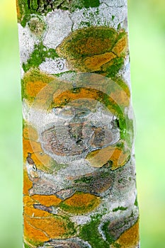 Fungal plant diseases on the bark of trees Causing the tree to grow slowly