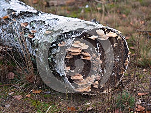 Fungal plant on an old fallen tree in the forest