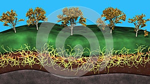 Fungal system growing beneath the earth , soil. Mycelium network  .3d rendering