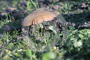 Funghi