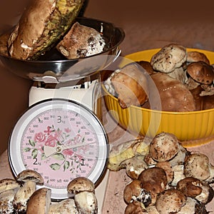 Funghi in cucina mushrooms photo