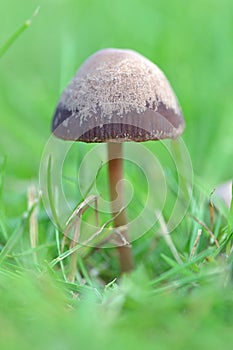 Funghi in grass