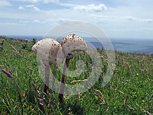 Funghi growing on a coastal meadow by the sea