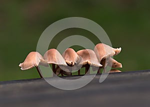 Fungi