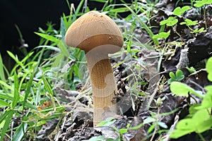 Fungi photo