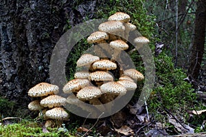 Fungi photo