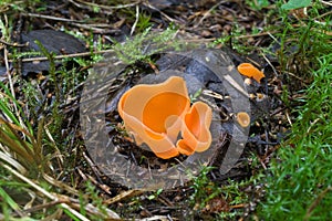 Fungi