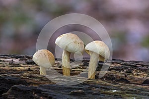 Fungi