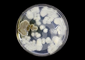 Fungi on agar plate