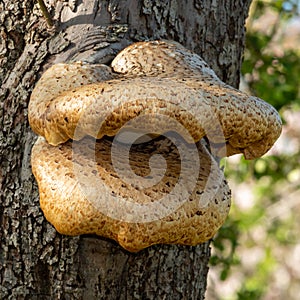 Fungi on an apple tree