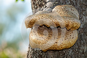 Fungi on an apple tree