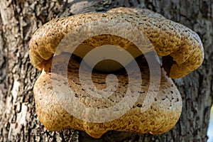 Fungi on an apple tree