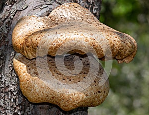 Fungi on an apple tree