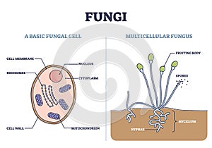 Fungi as basic fungal cell and multicellular fungus structure outline diagram