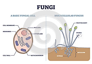 Fungi as basic fungal cell and multicellular fungus structure outline diagram photo