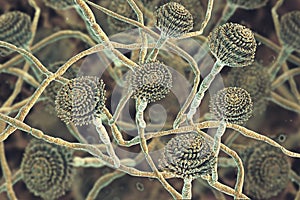 Fungi Aspergillus, black mold