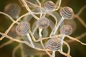 Fungi Aspergillus, black mold