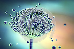 Fungi Aspergillus, 3D illustration photo