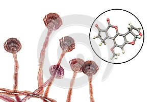 Fungi Aspergillus flavus producing Aflatoxin B1