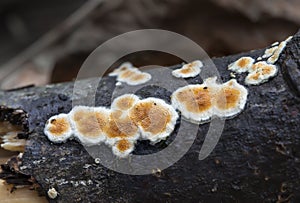 Fungi - Basidioradulum radula
