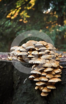 Fungi bouquet