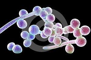 Fungi Candida albicans which cause thrush